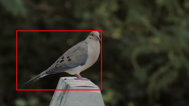 Oriental Turtle Dove
